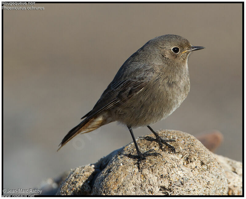 Black Redstart, identification