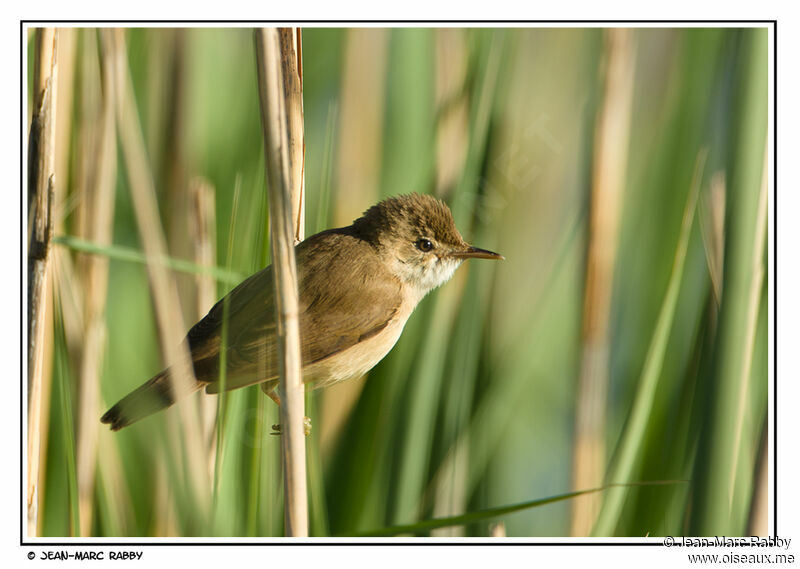 Rousserolle effarvatte mâle, identification