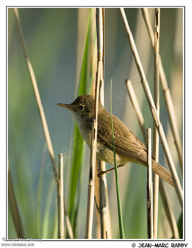 Common Reed Warbler male, identification