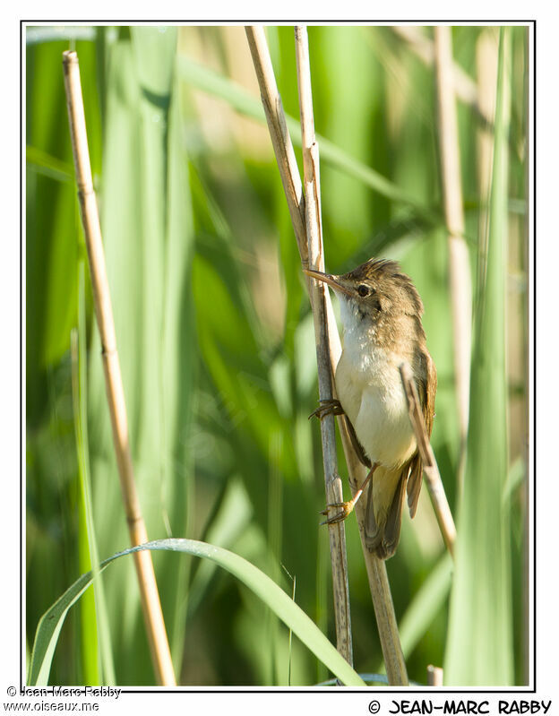 Rousserolle effarvatte mâle, identification