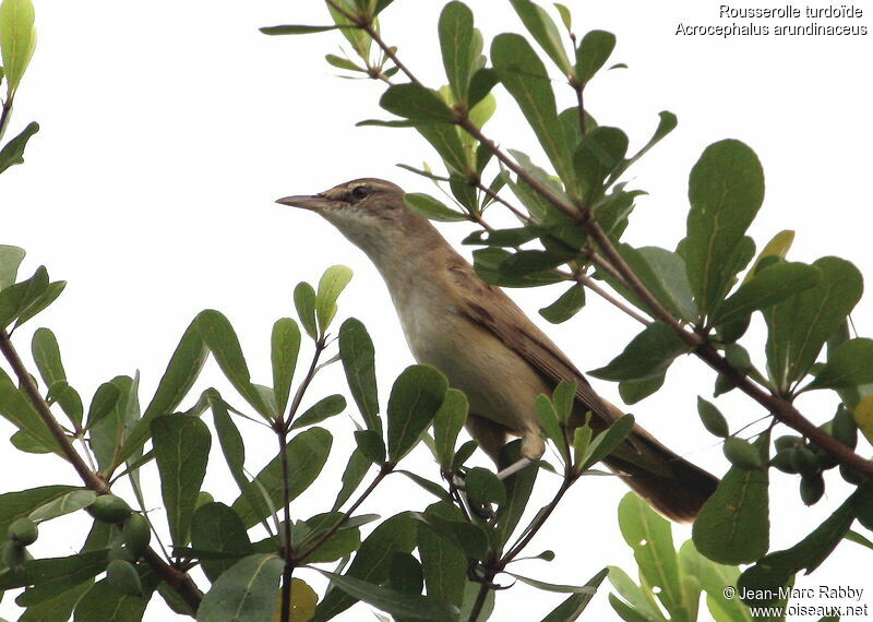 Great Reed Warbler