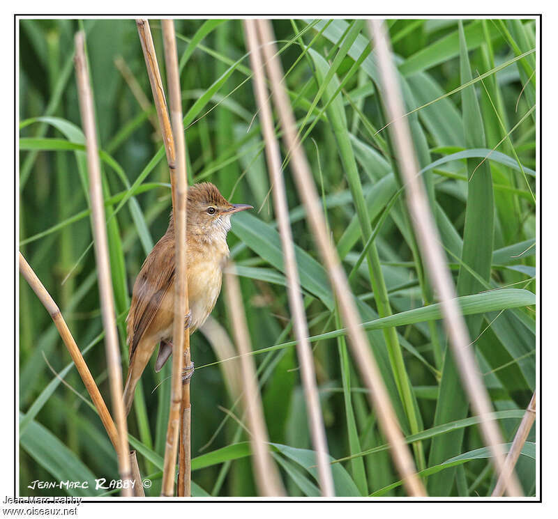 Great Reed Warbler male adult, habitat, pigmentation, Behaviour