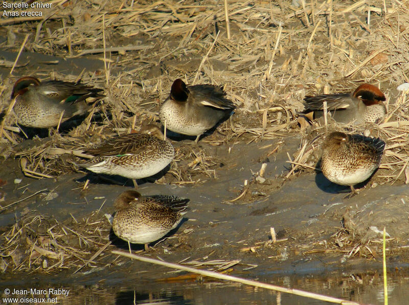 Eurasian Teal , identification