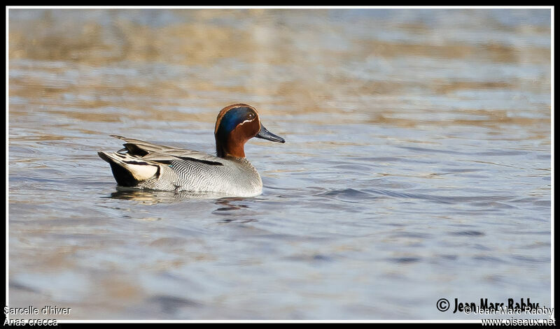 Eurasian Teal male, identification