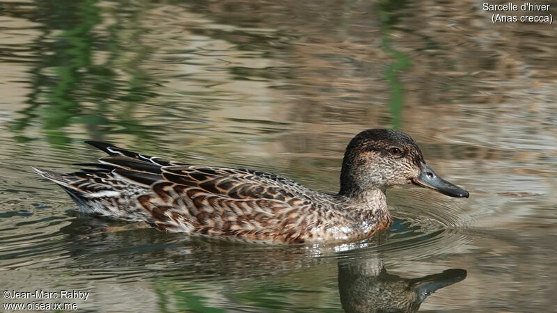 Eurasian Teal