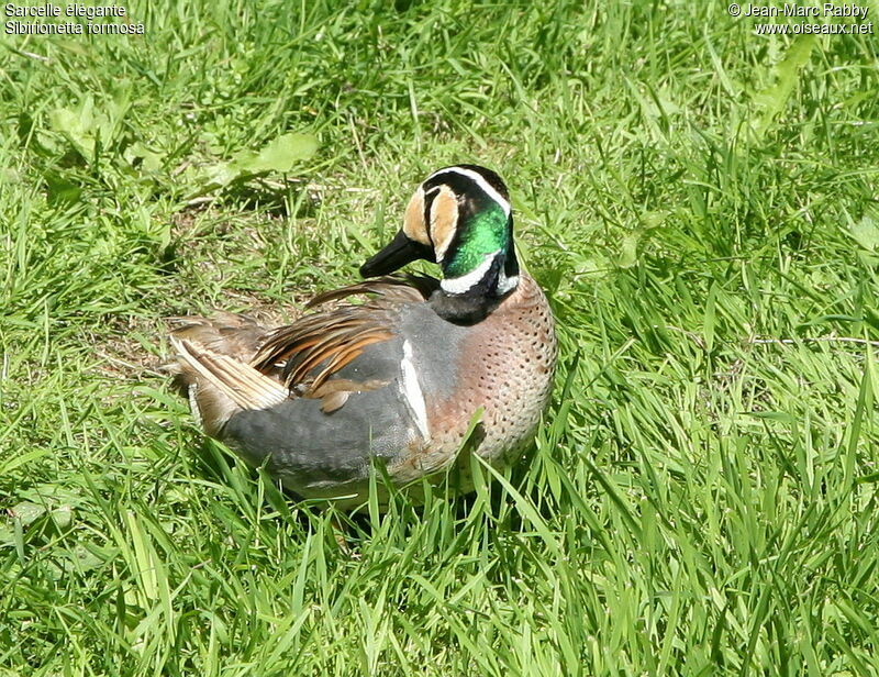 Sarcelle élégante mâle, identification