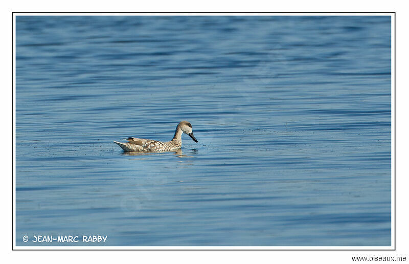 Marbled Duck male adult, identification