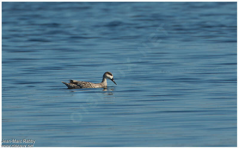 Sarcelle marbrée mâle adulte, habitat, pêche/chasse