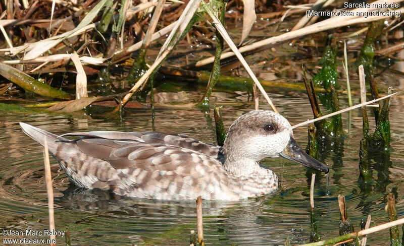 Marbled Duck