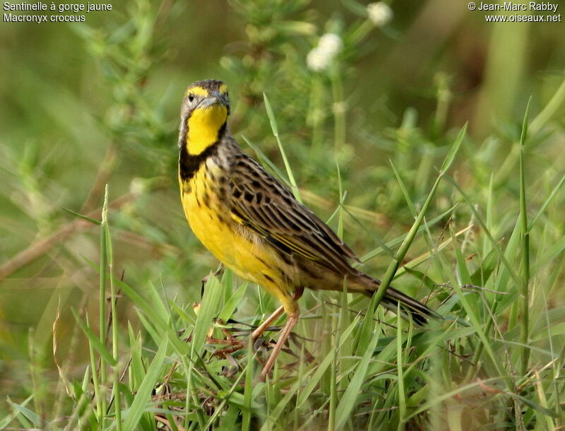 Yellow-throated Longclaw