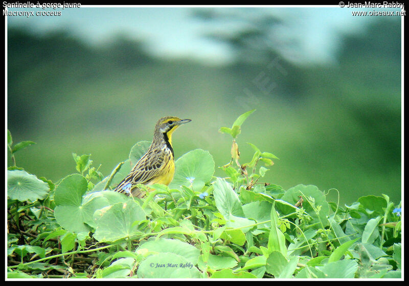 Sentinelle à gorge jaune, identification