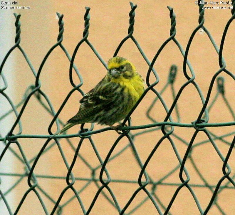 European Serin, identification