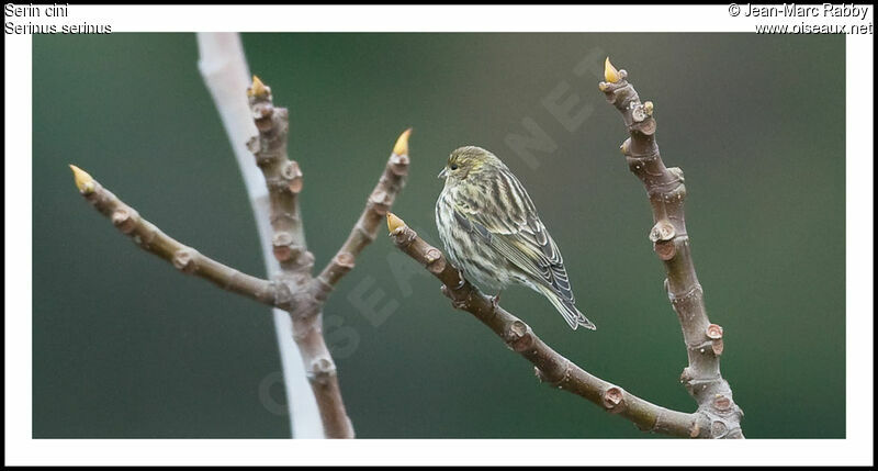 Serin cini femelle, identification