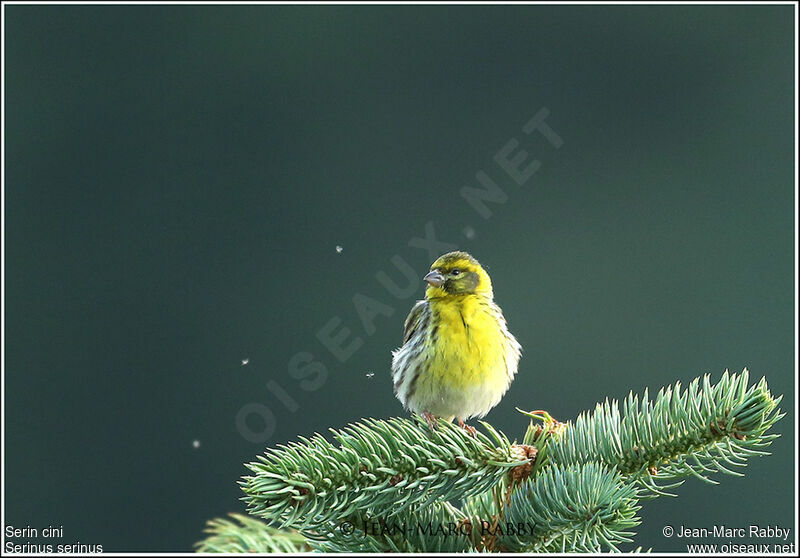 Serin cini, identification