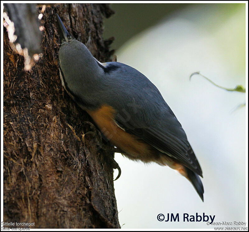 Eurasian Nuthatch, identification