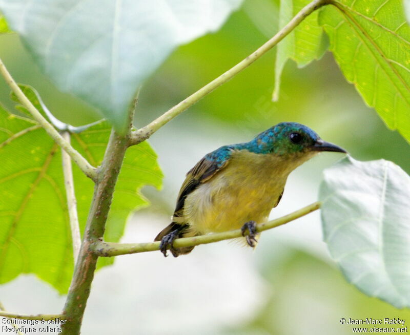 Collared Sunbird female