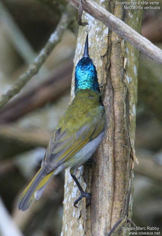 Green-headed Sunbird