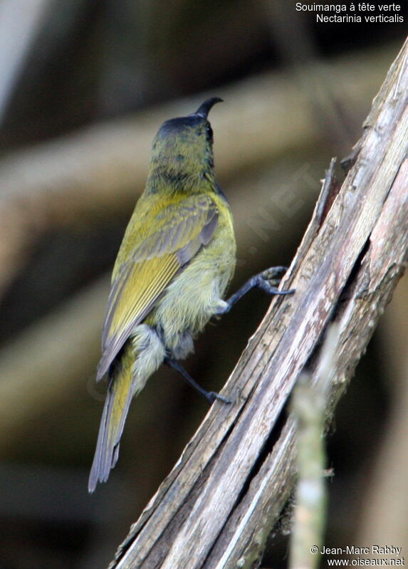 Green-headed Sunbird