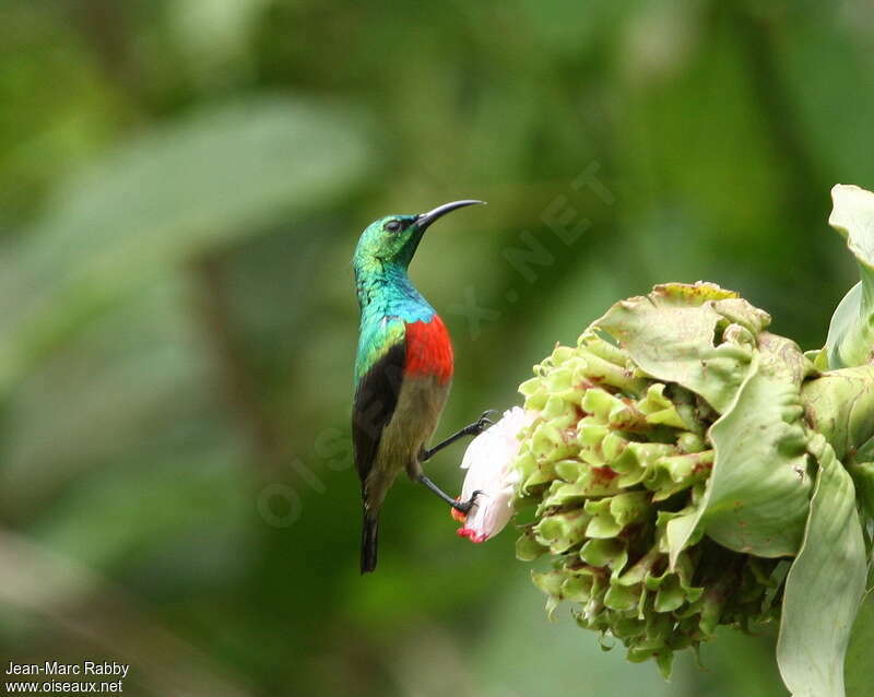 Olive-bellied Sunbird male adult breeding, identification