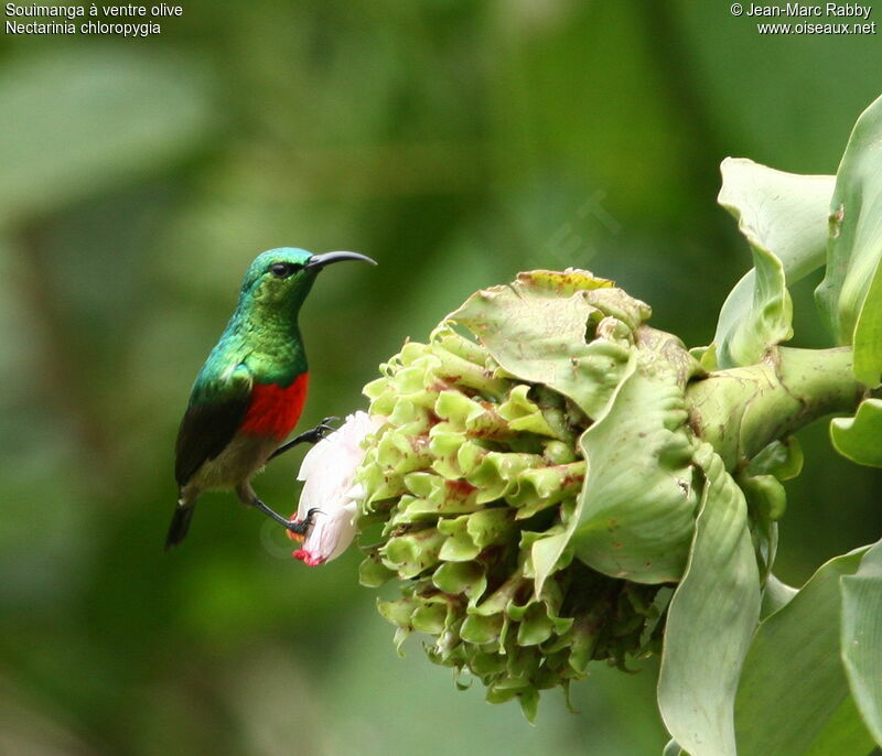 Olive-bellied Sunbird, identification