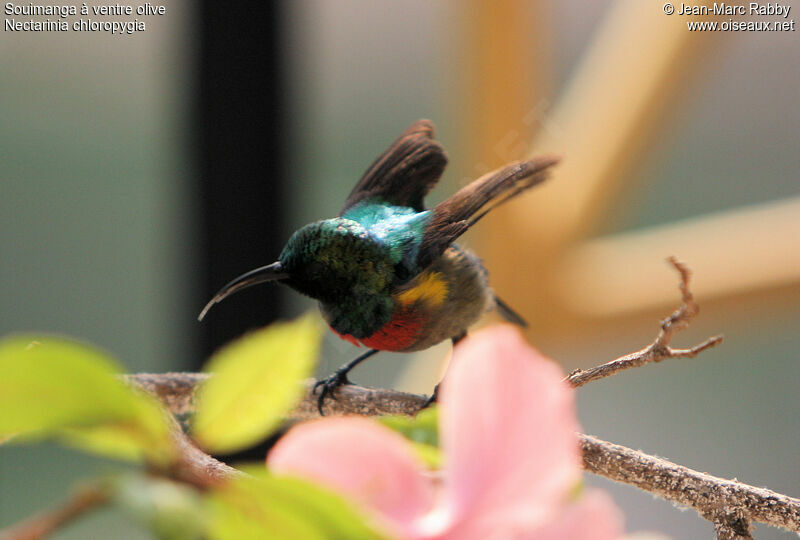 Olive-bellied Sunbird male, identification