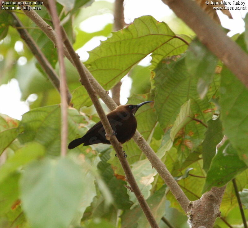 Carmelite Sunbird male