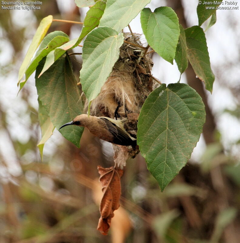 Carmelite Sunbird female