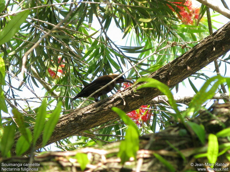 Carmelite Sunbird