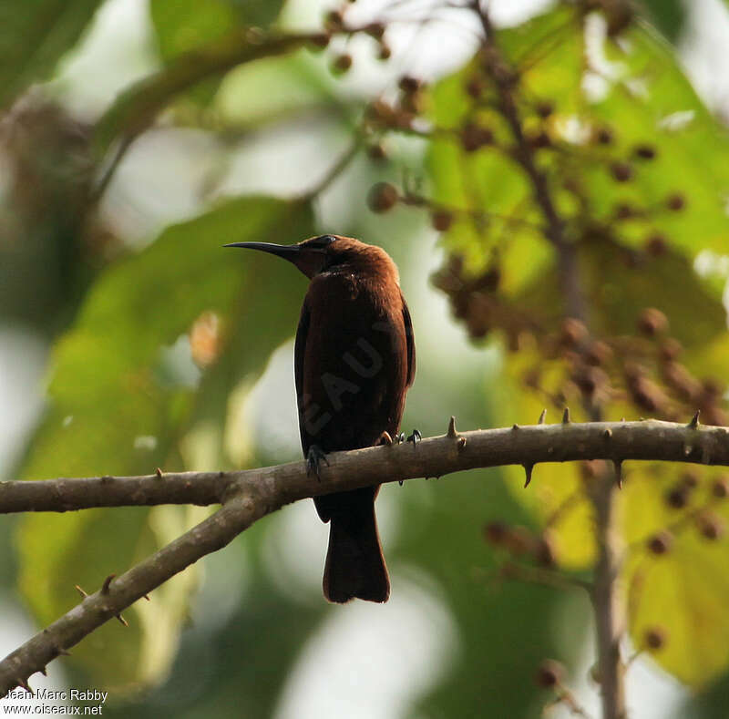 Carmelite Sunbird, identification