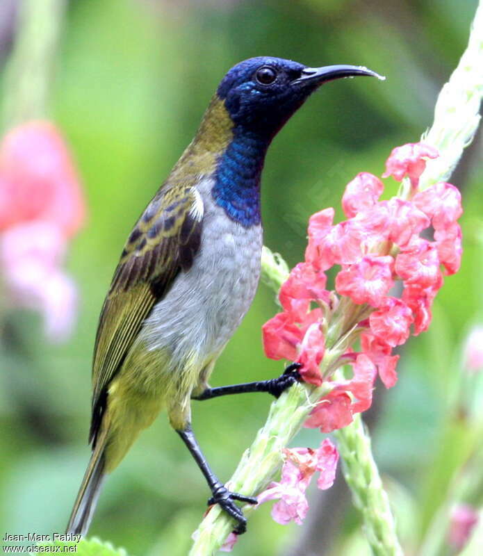 Reichenbach's Sunbird, identification