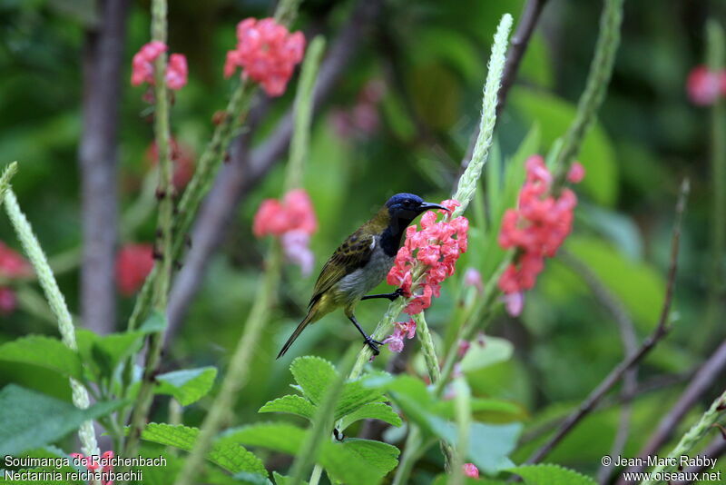 Reichenbach's Sunbird