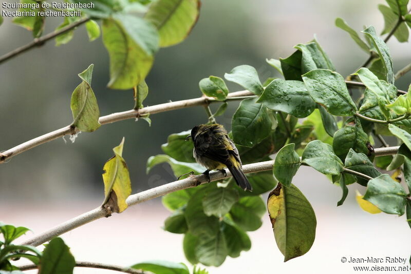 Reichenbach's Sunbirdjuvenile