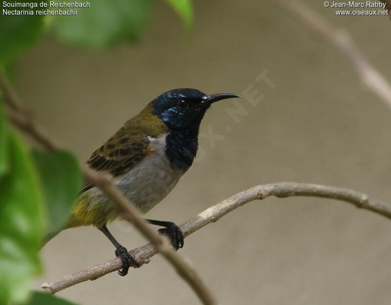 Reichenbach's Sunbird male, identification