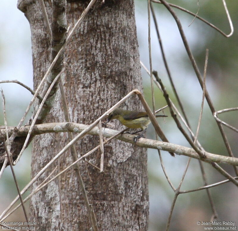 Tiny Sunbird female