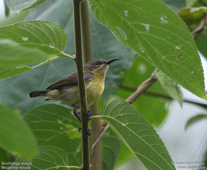 Tiny Sunbird