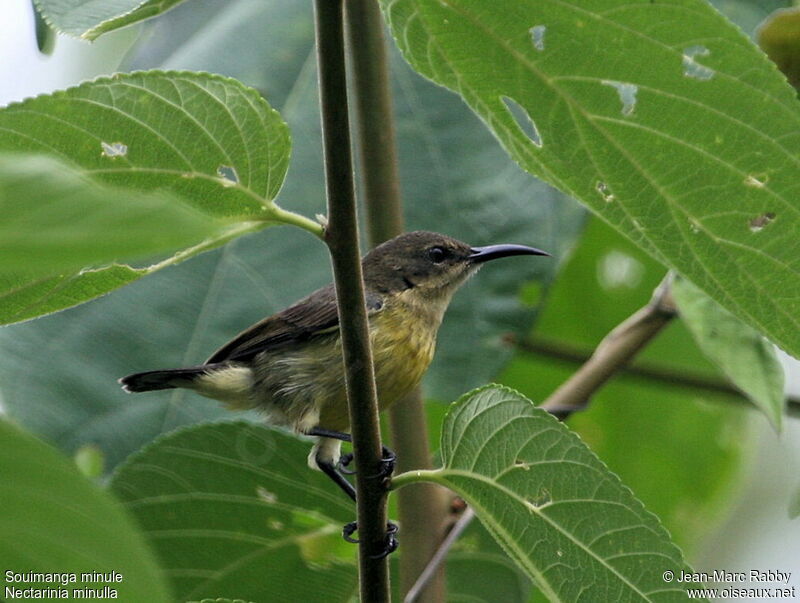 Tiny Sunbird