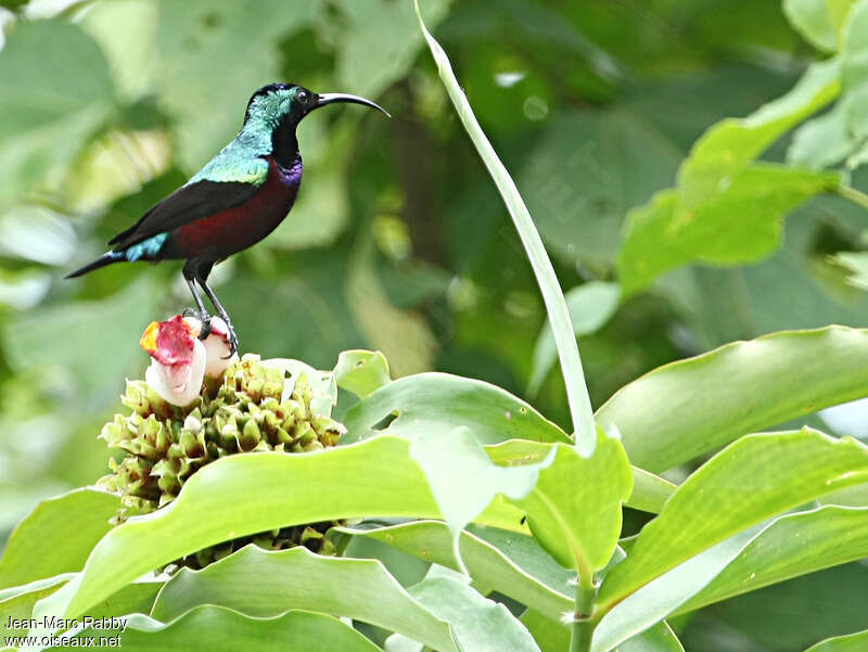 Souimanga superbe mâle adulte, identification