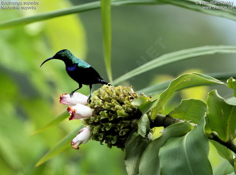 Superb Sunbird male adult