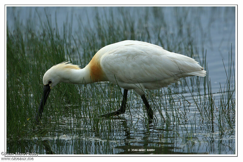 Eurasian Spoonbill, identification