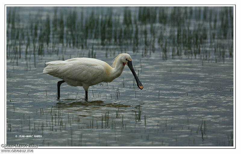 Spatule blanche, identification