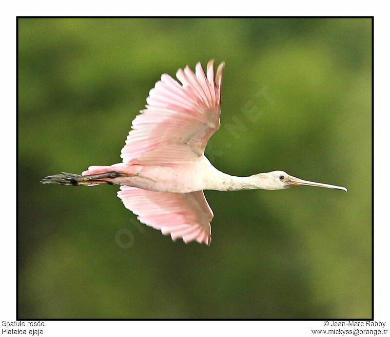 Roseate Spoonbill, identification