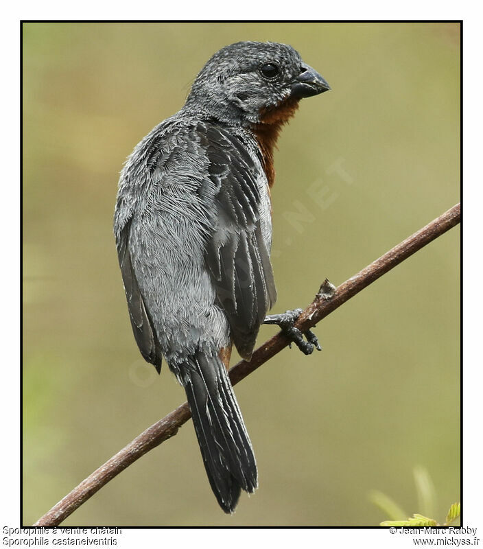 Chestnut-bellied Seedeater 