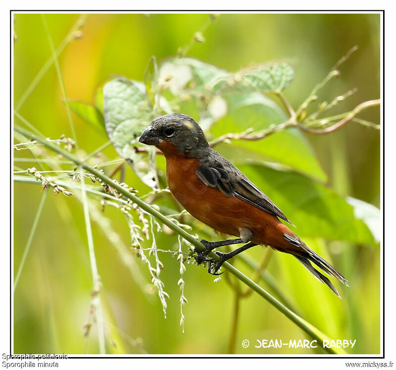 Sporophile petit-louis, identification