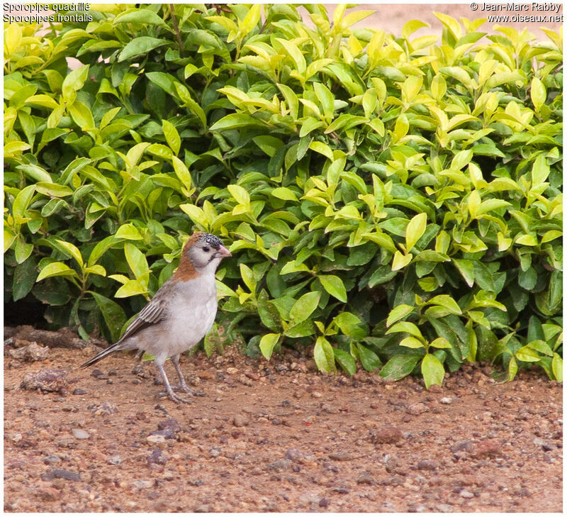 Speckle-fronted Weaver, identification