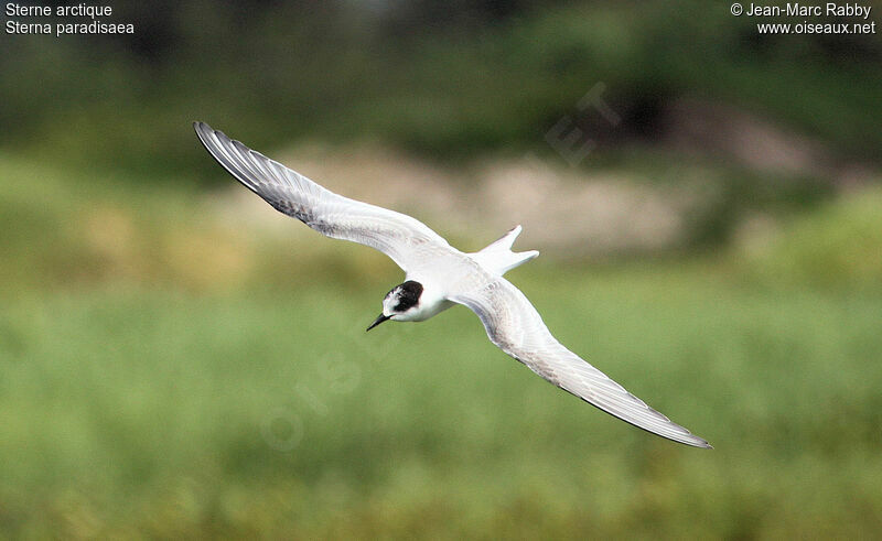 Arctic Tern