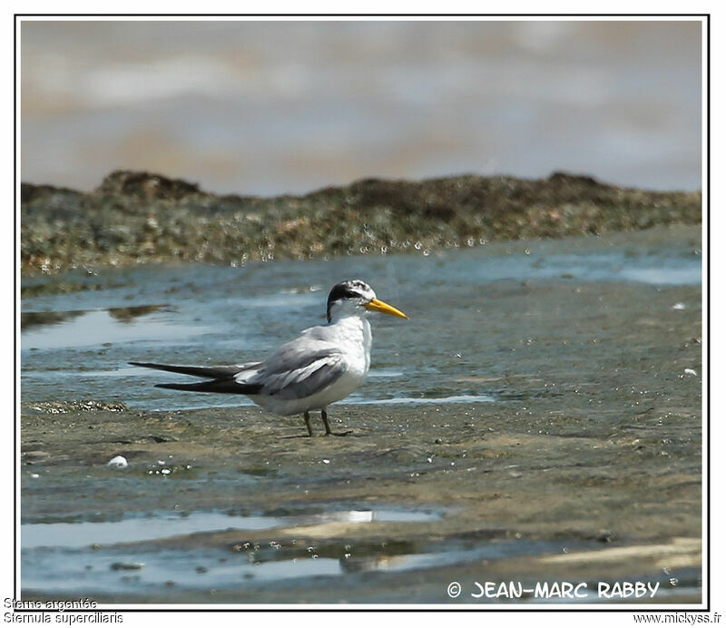 Yellow-billed Tern, identification