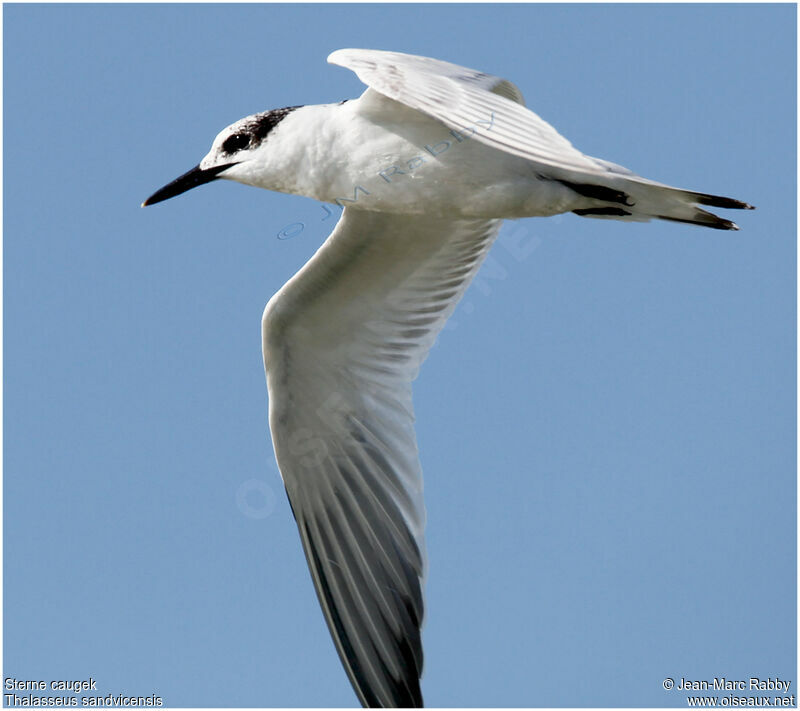 Sandwich Tern, Flight