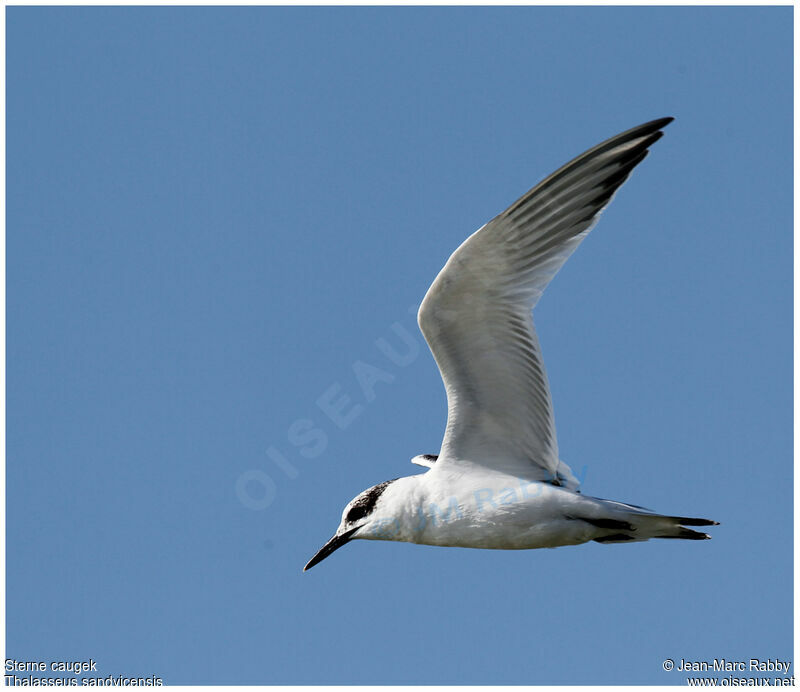 Sandwich Tern, Flight