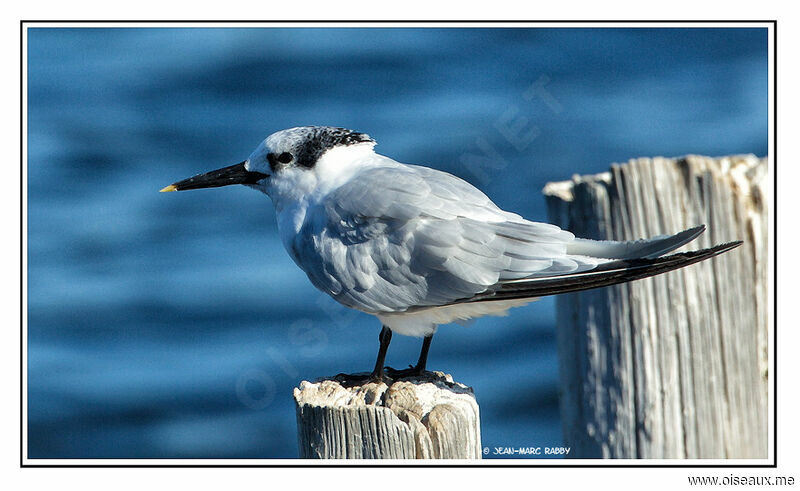 Sandwich Tern, identification