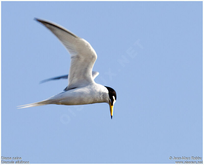 Little Tern, Flight